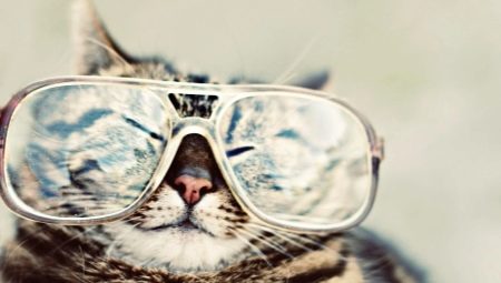 How do cats see our world?