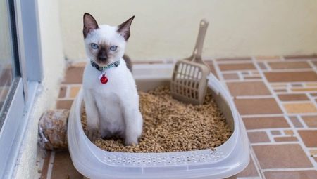 How to choose and use a tray with a lattice for cats?