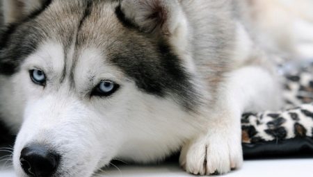 What name to choose for husky?