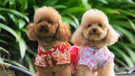Pygmy Poodle: color variations, breed characteristics and content