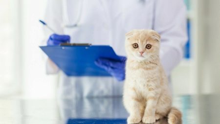 Castration and sterilization of Scottish cats and cats: features and age