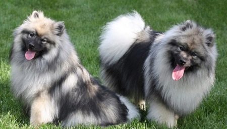 Keeshond: breed features and subtleties of content