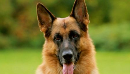 When do German shepherd ears get up?