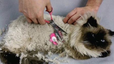 Pieces in a cat: causes and methods of struggle
