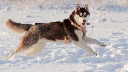 Brown husky: color and content