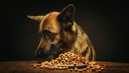 Feed para sa German shepherds: ang mga uri at tampok ng pagpili
