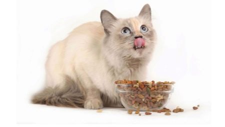 Holistic feed para sa mga isterilisadong pusa