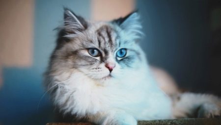 Super premium feed for sterilized cats