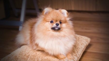 Pagpapakain at pag-aalaga para sa isang Pomeranian Spitz sa bahay