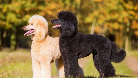 Royal poodle: variations of color, character and training