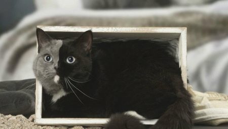 Chimera cats: how they look, advantages and disadvantages
