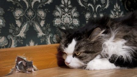 Pied Piper: Popular Breeds and Their Content