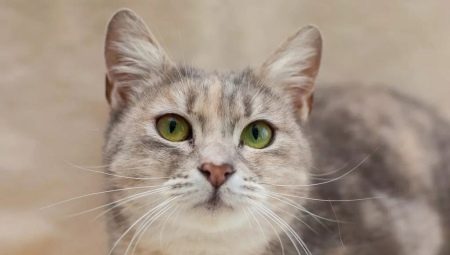 Cats breed metis: description and features of care