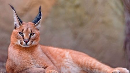 Cats with tassels on the ears: a variety of breeds and features of the content