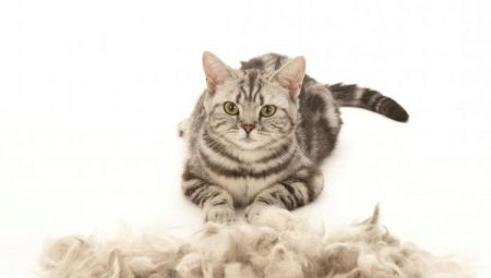 The cat sheds heavily: causes and ways to solve the problem
