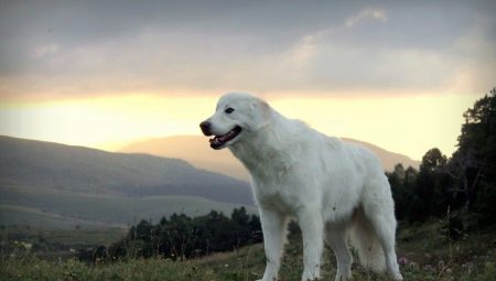 Maremmo-Abruzzo Shepherd: Breed Description, Feeding and Care