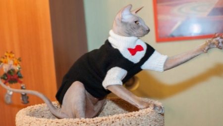 Clothes for cats: what happens and how to teach a cat to it?