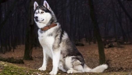 Husky dog ​​colors