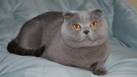 Features Scottish Blue Fold Cat