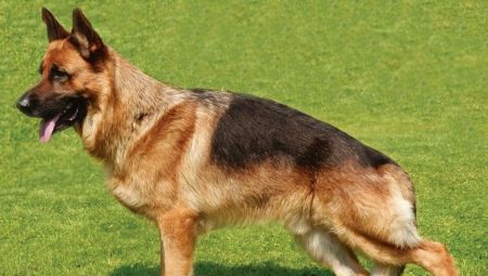 German Shepherd Dog Parameters: Weight and Height by Month