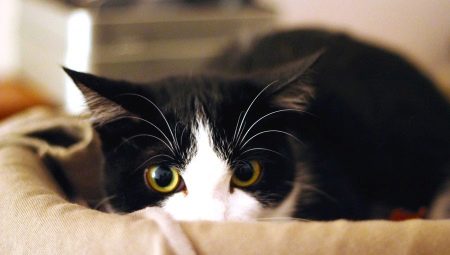 Why are cats afraid of vacuuming?