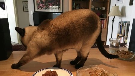 Why do cats bury food?