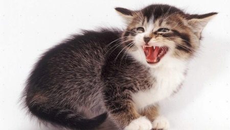 Why does a cat hiss and what does the owner do?