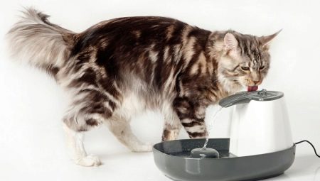 Mga inumin para sa pusa: mga pagkakaiba-iba at rekomendasyon para sa pagpili