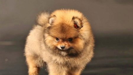 Pomeranian bear type: ang mga pakinabang, disadvantages at subtleties ng pag-aalaga