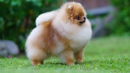 Pomeranian spitz: paglalarawan ng lahi at karakter, kulay at pangangalaga