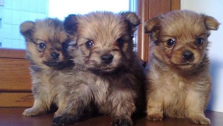 Crossbreed Spitz and York: paglalarawan at mga tampok ng pag-aalaga