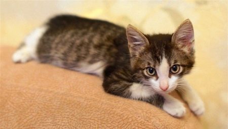 Development and maintenance of a kitten in 3 months