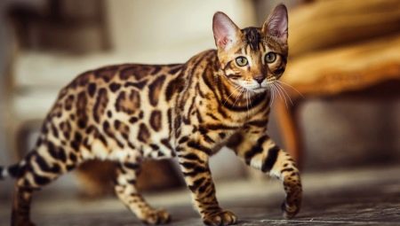 Rare breeds of cats