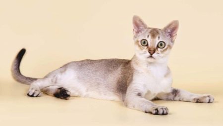 The smallest cats in the world