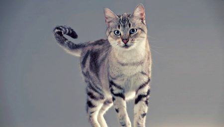 The cutest breeds of cats