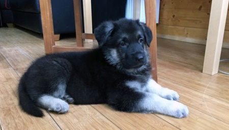 German Shepherd puppies at 2 months: description, rules of care and feeding