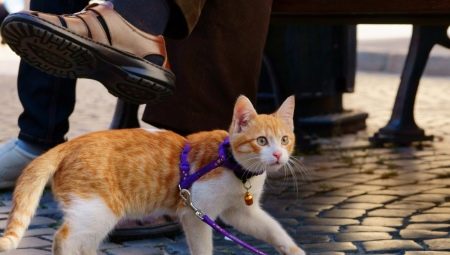 Slap for a cat: types, subtleties of choice and rules of schooling