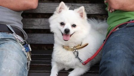 Harnesses, collars at leashes para sa spitz