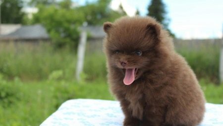Chocolate Spitz: mga pagkakaiba-iba ng kulay, nilalaman ng mga tuta