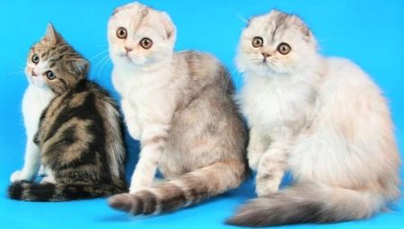 Scottish cats: breed species, especially the content and education