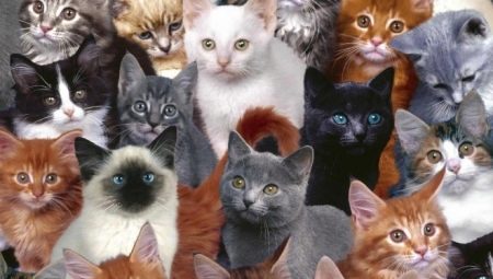 How many years have cats lived and what does it depend on?