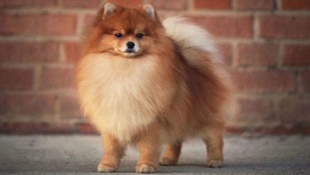 Gaano katagal nabubuhay ang Pomeranian Spitz at ano ang nakasalalay dito?