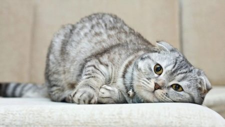 How many Scottish Fold cats live and what does it depend on?