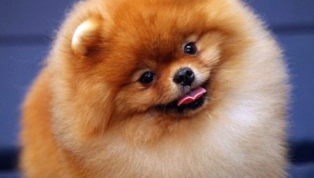 Gaano karaming mga spitz mabuhay at kung ano ang nakasalalay sa?