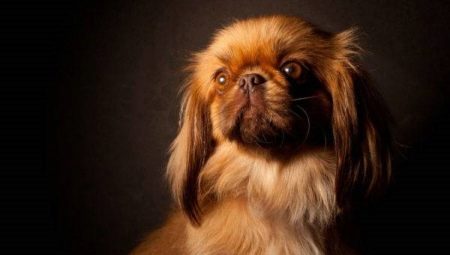 Listahan ng mga palayaw para sa mga batang Pekingese