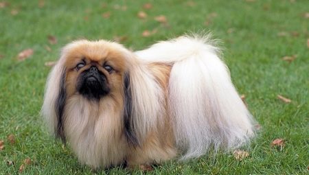 Pekingese care: pagkain, paglakad, kalinisan
