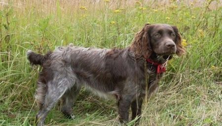 Wakhtelhund: breed features and conditions for dogs