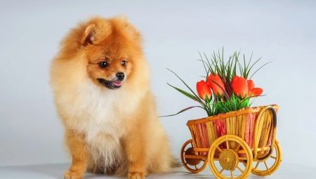 Ang kailangan mong malaman tungkol sa pulang kulay ng spitz-dog