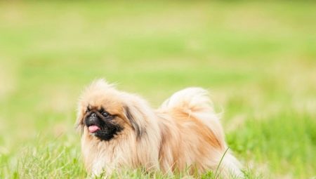 Lahat ng tungkol sa royal Pekingese