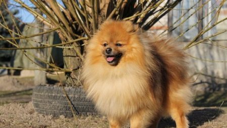 Lahat ng tungkol sa maliit na German Spitz